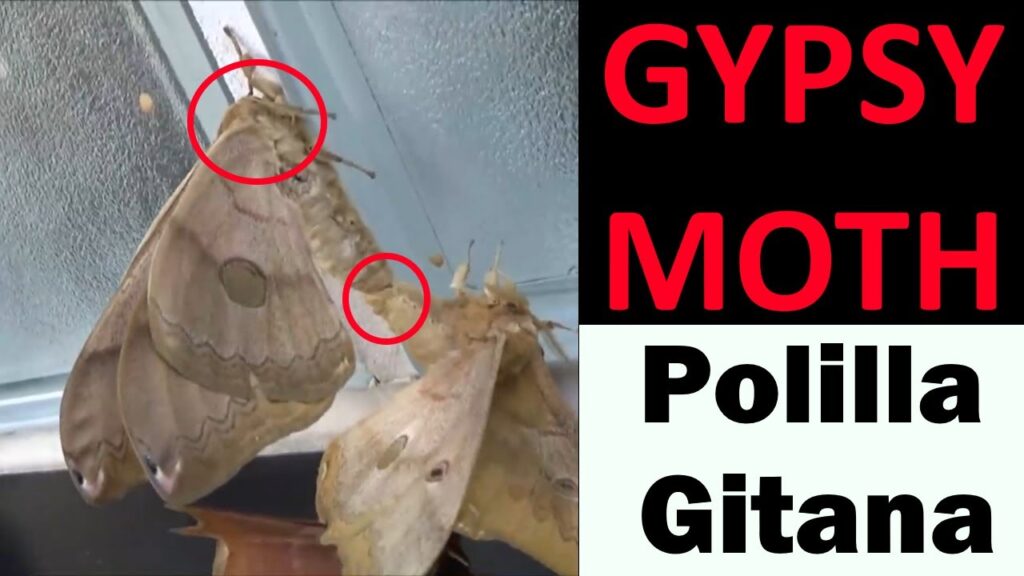 oruga de la polilla gitana