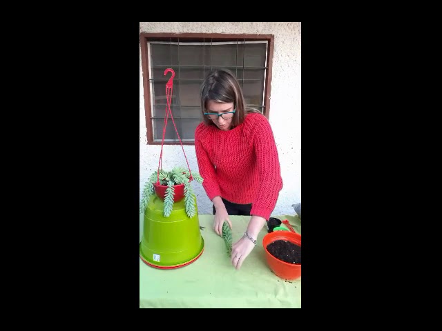 suculenta trenza de gitana